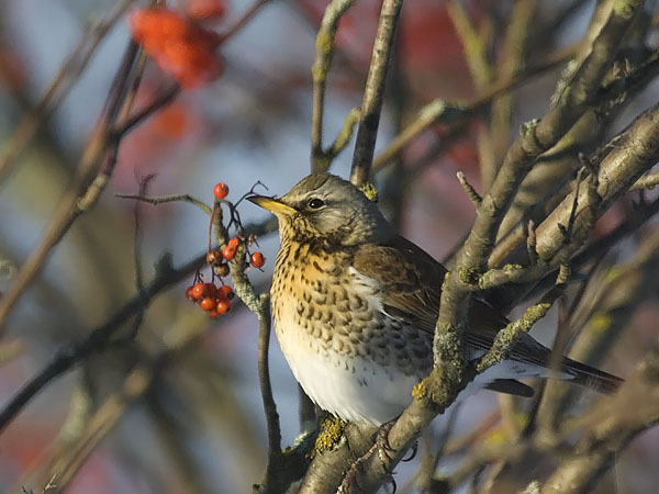 Räkättirastas, Fieldfare, Turdus pilaris